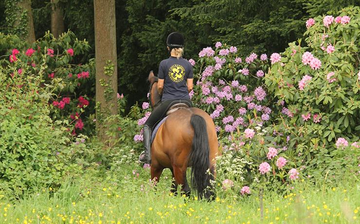 A woman on a horse viewed from the back.  She has a large rhododendron plant either side of her.